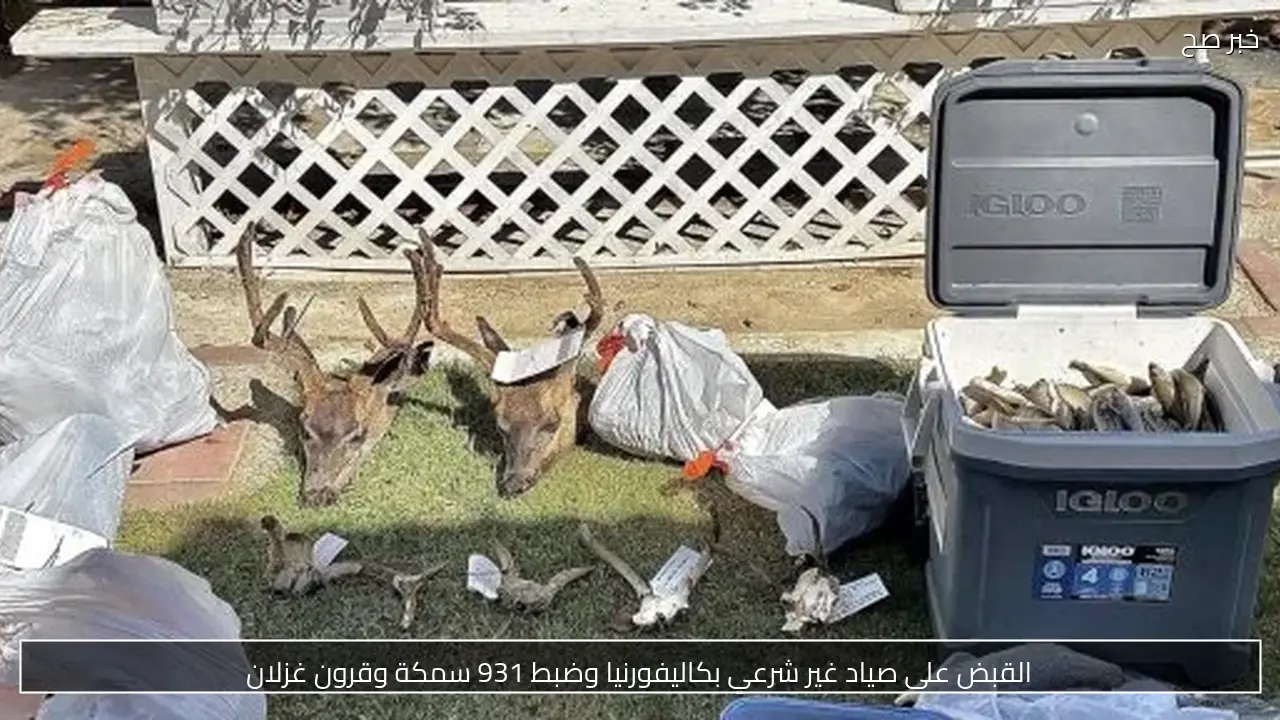 القبض على صياد غير شرعي بكاليفورنيا وضبط 931 سمكة وقرون غزلان