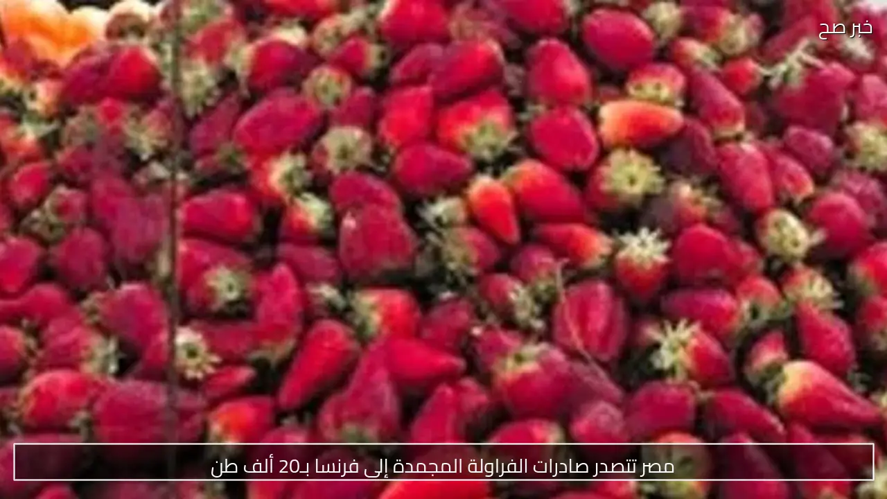 مصر تتصدر صادرات الفراولة المجمدة إلى فرنسا بـ20 ألف طن
